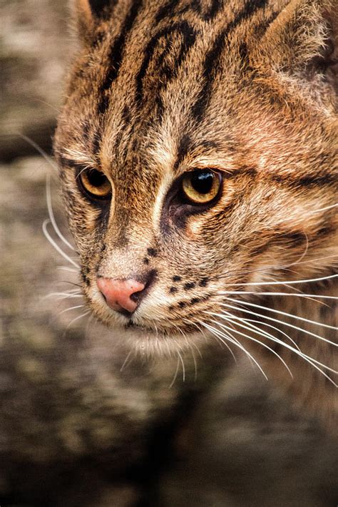 Fishing Cat Close-Up Photograph by Don Johnson - Fine Art America