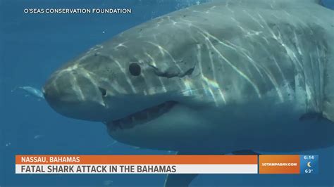 Fatal shark attack in Bahamas beach resort | wtsp.com