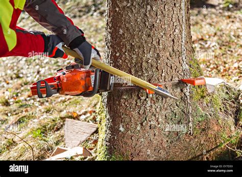 Felling the treeWorker felling the tree with chainsaw and wedges Stock Photo - Alamy