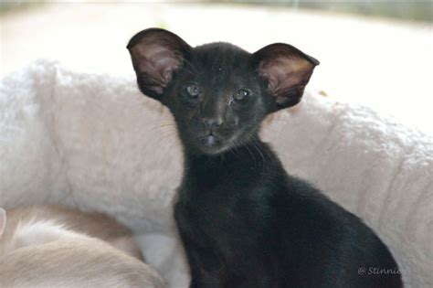 oh, my. Gorgeous "Bat-Ears" cat | Black cat memes, Cat obsession, Black cat images