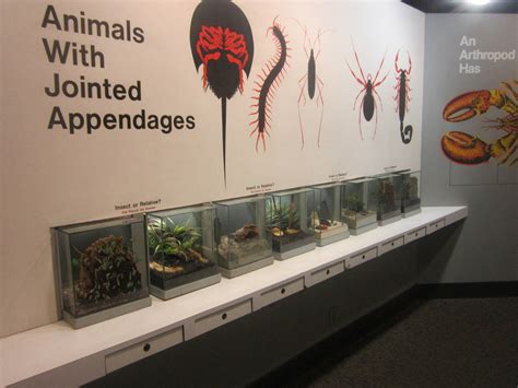 Jun. 2012-Insect or Relative exhibits - ZooChat