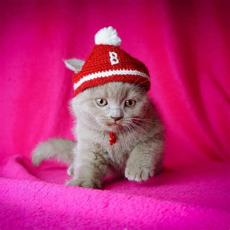 Pin by Firdevs Firdevs on @Fuchsia | Grey kitten, Monkey stuffed animal, Cool pets