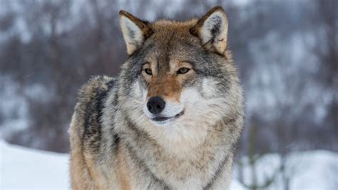 Lobo gris que se creía extinto hace 100 años reaparece durante contingencia