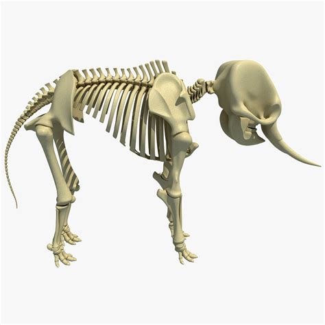 3ds asian elephant skeleton