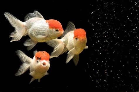 Fancy Goldfish Photograph by Jean-Michel Labat