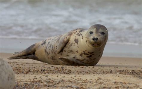 Grey Seals: Characteristics, habitats, reproduction and more