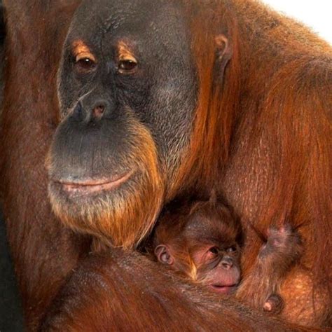 Como Zoo names its baby Sumatran orangutan Kemala | MPR News