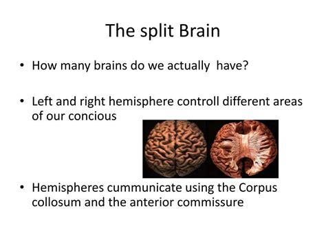 PPT - The split Brain PowerPoint Presentation, free download - ID:2591366