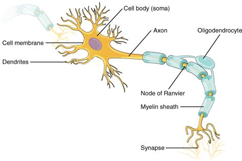 This illustration shows the anatomy of a neuron. The neuron has a very irregular cell body (soma ...