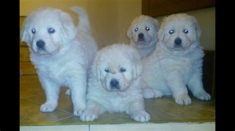 Polish Tatra Sheepdog puppies - YouTube