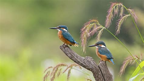 Wallpaper : nature, animals, birds, kingfisher 1920x1080 - WallpaperManiac - 1706445 - HD ...