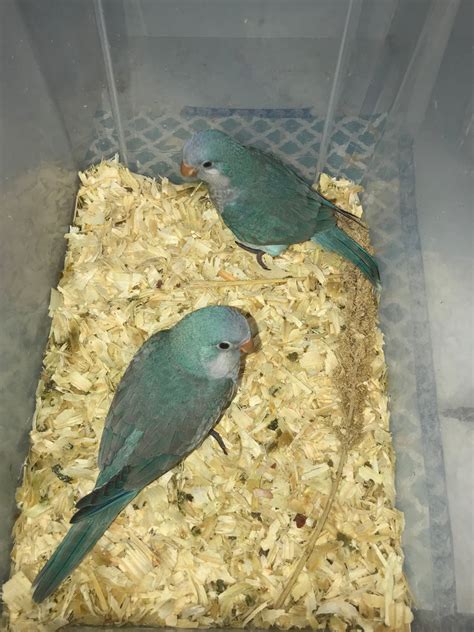 Quaker parrot Blue | Best Birds Aviary