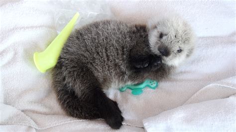 A Seriously Fluffy Sea Otter Pup Is Now Chilling At The Vancouver Aquarium