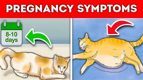 How To Tell If Your “CAT is PREGNANT” 7 Signs To Watch Out! [NEW] – GoPetsCare.com