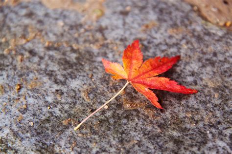 Free Images : nature, branch, flower, frost, red, soil, botany, colorful, japan, flora, season ...