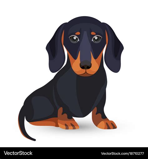 Dachshund dog with black fur in various positions Vector Image