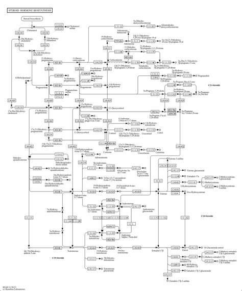 KEGG PATHWAY: Steroid hormone biosynthesis - Reference pathway