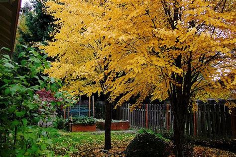 9 Stunning Trees with Colorful Curb Appeal | Trees to plant, Katsura tree, Landscape design