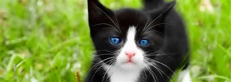 Ojos Azules Cat • Purrfectcatbreeds