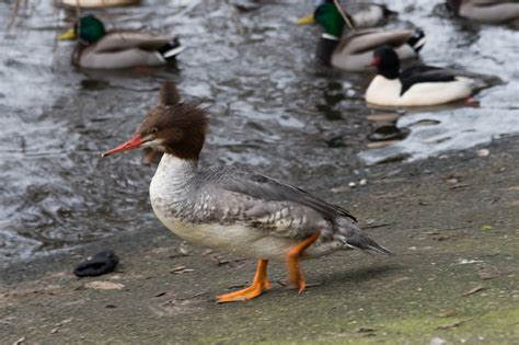 Female Common Merganser