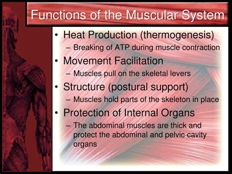 Chapter 1 Structure And Function Of The Muscular