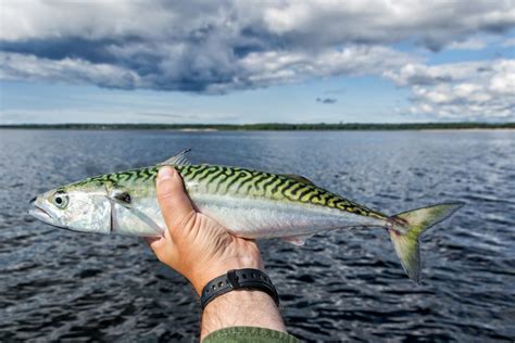 Types of Mackerel in North America