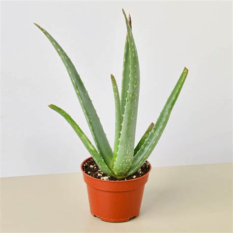 Aloe Vera | Indoor Plant | Tropical Plant | Potted Plant — House Plant Shop