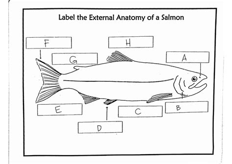 External Anatomy of a Salmon Diagram | Quizlet