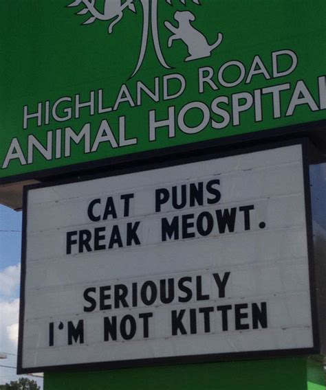 30 Funny Cat Jokes That Vet Clinics Put Up On Their Signs