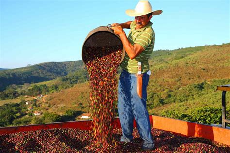 Brazil's Coffee Farm Regions and Best Brazilian Coffee Beans – Nomad Coffee Club