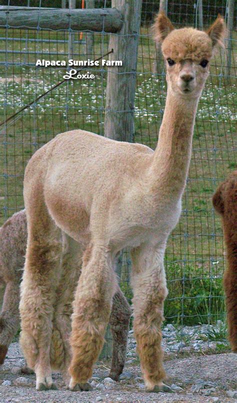 HUACAYA ALPACA. Alpaca Sunrise Farm is a full-service Alpaca farm since ...