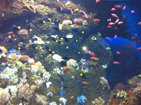 Goodness to share!!: S.E.A. Aquarium - Marine Life Park Singapore