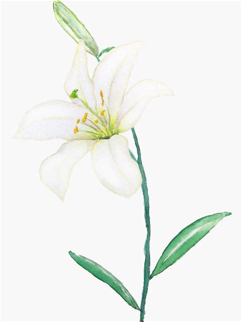 "white lily watercolor " Sticker by ColorandColor | Redbubble | Lily ...