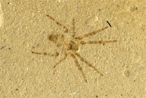 Arachnid Fossil