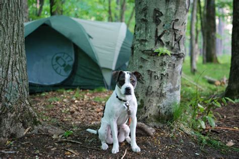 Top 5 tips for camping with your dog - Dogslife. Dog Breeds Magazine