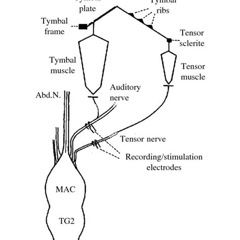 Sound-producing apparatus and tymbals of male Tettigetta josei (A,B)... | Download Scientific ...