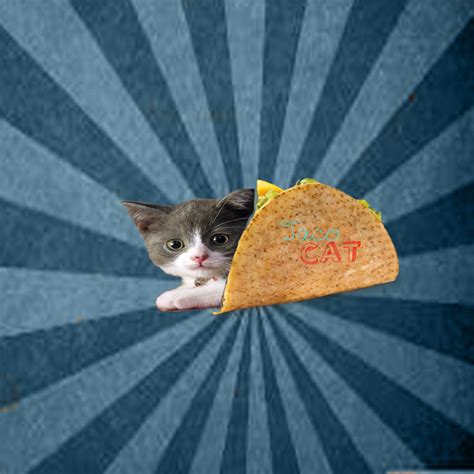 A cat in a taco obviously.