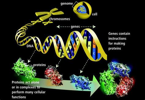 An Introduction to the Basics of How Genetics Work | Human genome ...