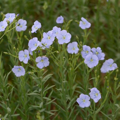 亞麻 (Linum usitatissimum) 照顧，繁殖，開花時間 - PictureThis