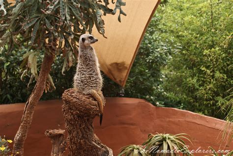 Adelaide Zoo | The Nomadic Explorers | Australian Travel Blog