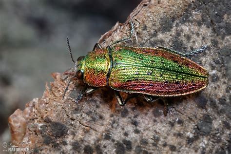 Jewel Beetle Photos, Jewel Beetle Images, Nature Wildlife Pictures ...