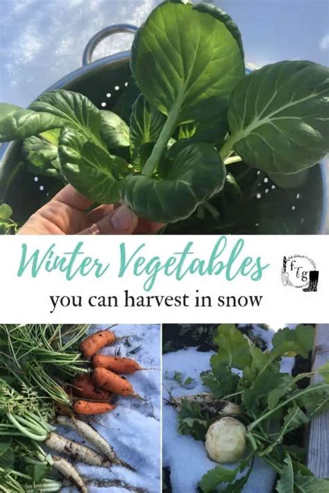 List of Winter Vegetables to Harvest in Frosts & Snow | Family Food Garden