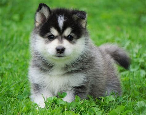 Mini Pomsky For Sale Sugarcreek, OH Male- Frankie – AC Puppies LLC