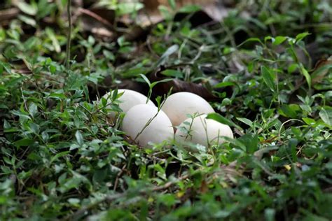 Peacock Nesting Habits | How Does The Peacock Build Its Nest?