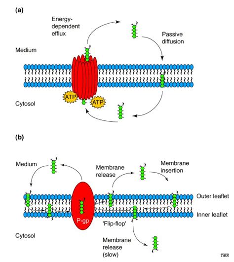 Multiple physiological functions for multidrug transporter P-glycoprotein?: Trends in ...