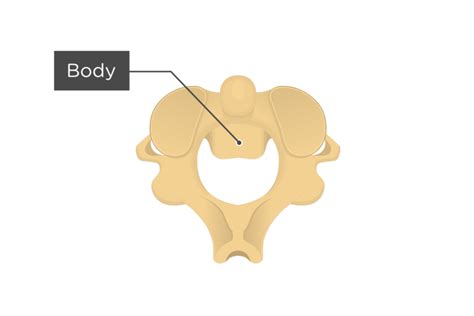 Axis Bone Anatomy | GetBodySmart