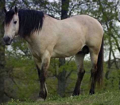 Beautiful Buckskin Stallion Horse | Horses, Horses for sale, Stallion ...