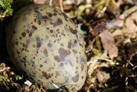 SEAGULL EGG | This seagull egg, perfectly perched in it's ne… | Flickr