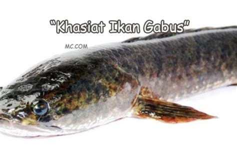 √ Manfaat Ikan Gabus yang Cepat Menyembuhkan Luka - MANFAATCARANYA.COM