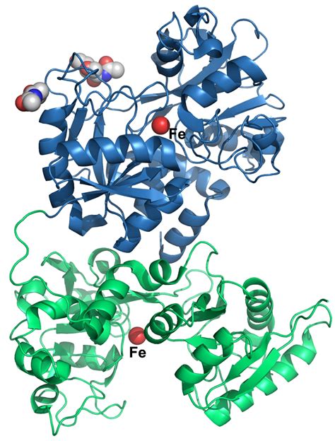 HKU Departments of Chemistry & Physiology Resolves the Secret of Iron Transport in Human - Press ...